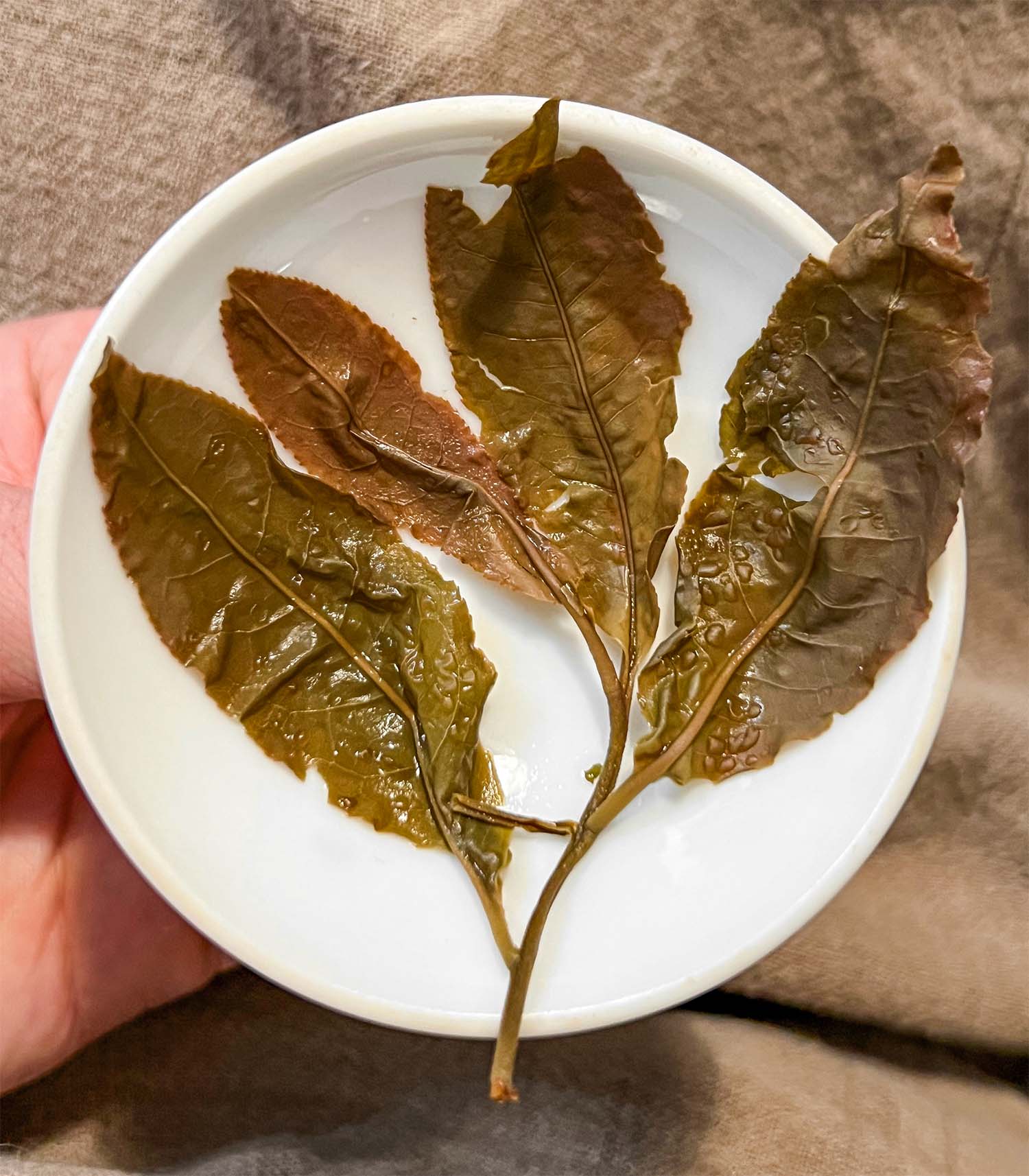 Tea Drunk ’Til Dawn: Poker, Pu’er, and the Oldest Tree in the World thumbnail 3