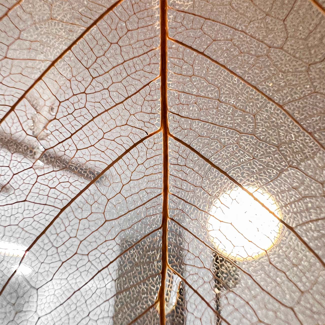 Tea Drunk ’Til Dawn: Poker, Pu’er, and the Oldest Tree in the World main image 4