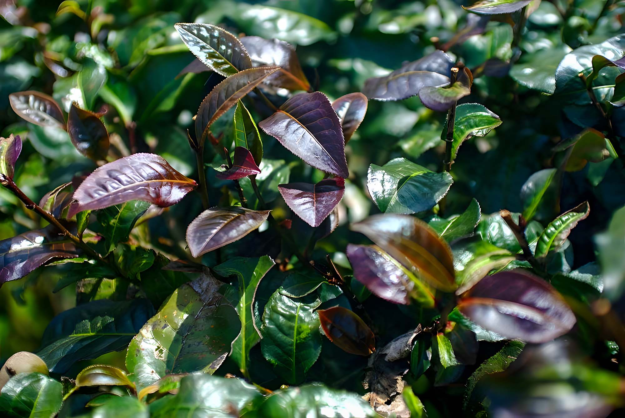 Photo of Purple Tea — What Is This Mystery?
