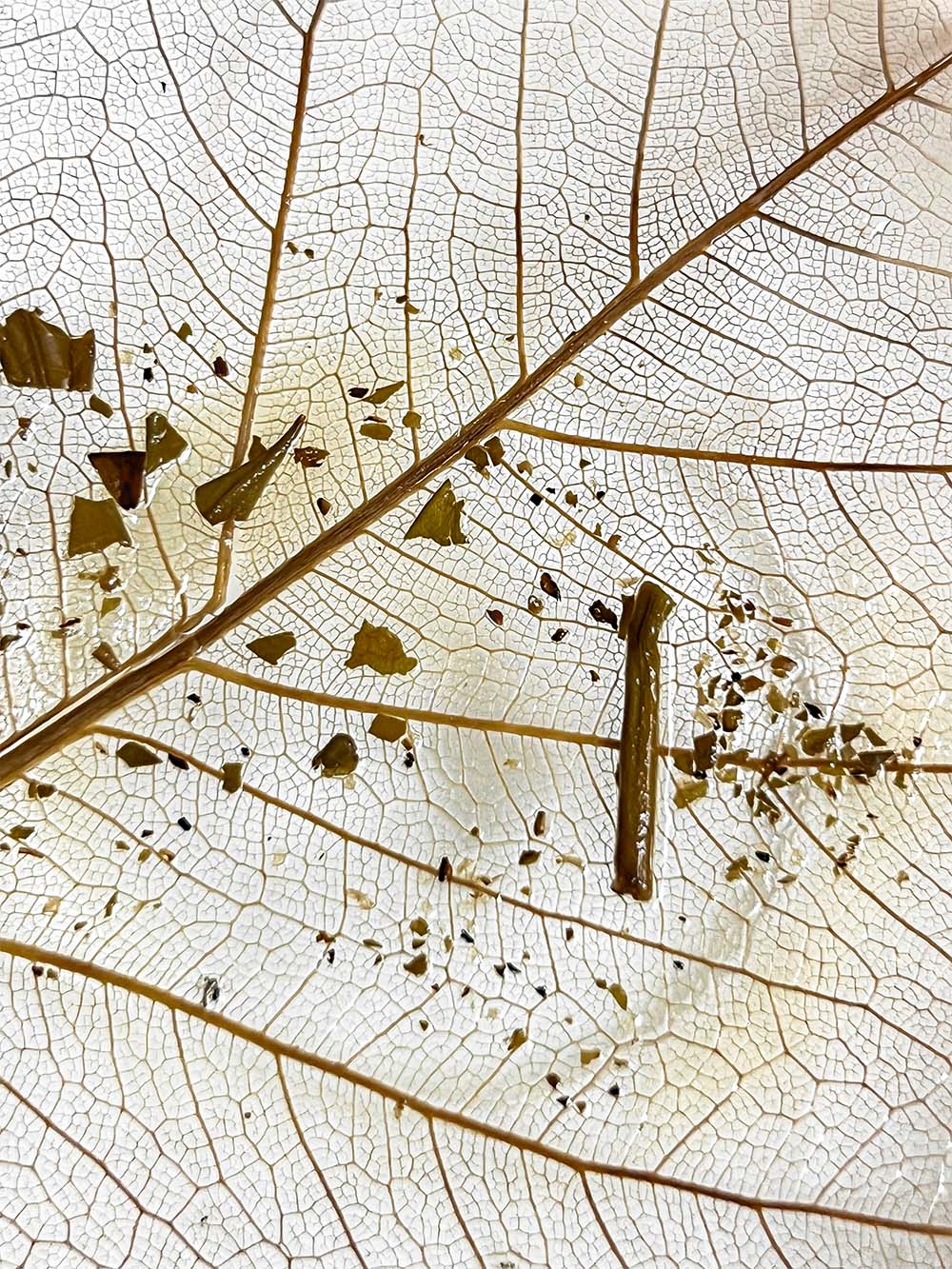 Photo of Raw Puer Impression 2021 number 4