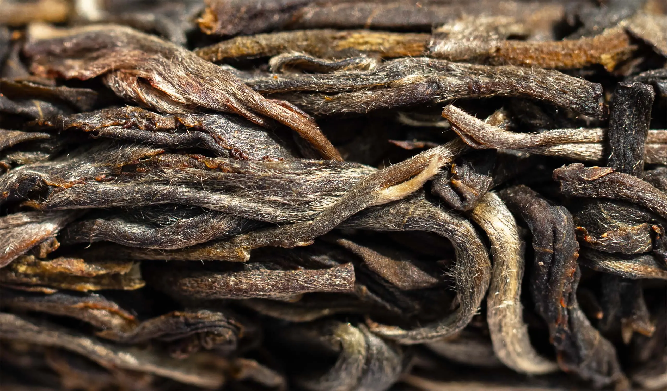 Sheng Pu'er — The “Foundation” Trilogy, Part II