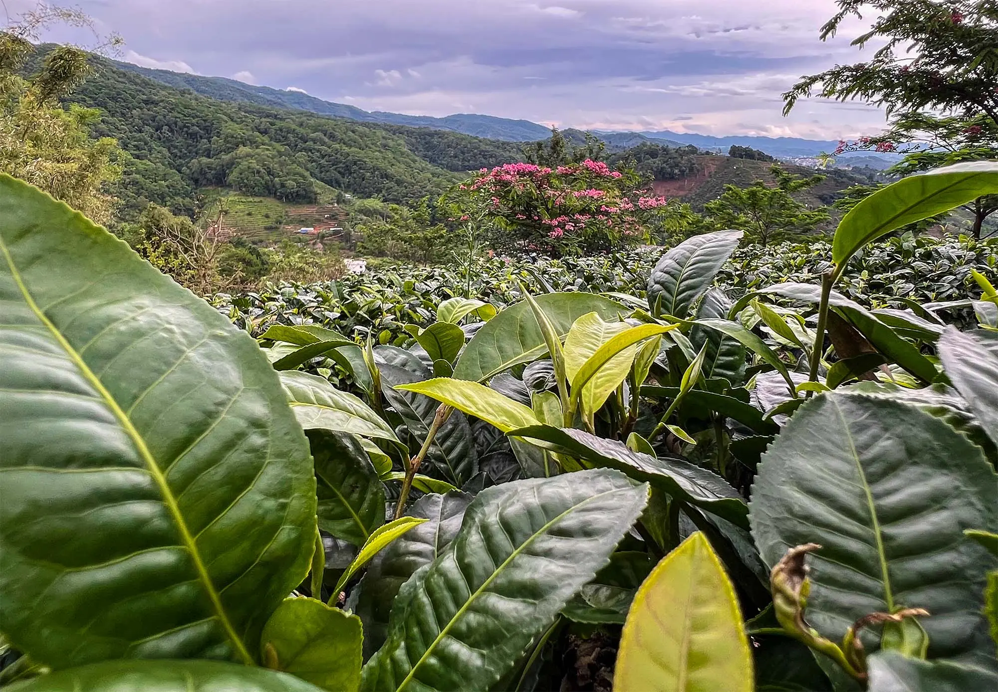 Botany of the Tea Plant — The “Foundation” Trilogy, Part I