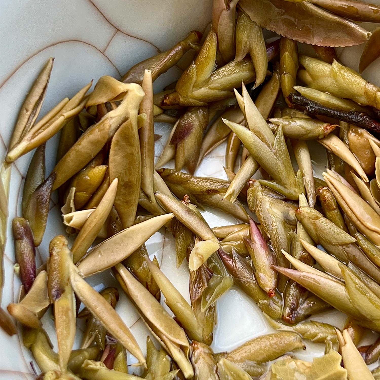 Photo of Wild Purple White Tea “Ye Sheng Ya Bao” number 1