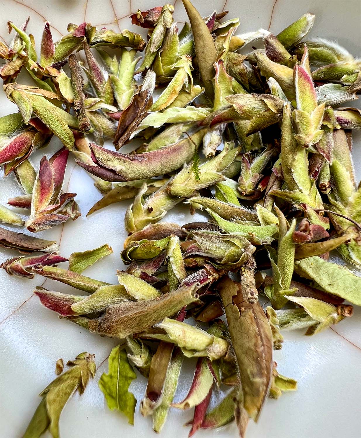 Photo of Wild Purple White Tea “Ye Sheng Ya Bao” number 4