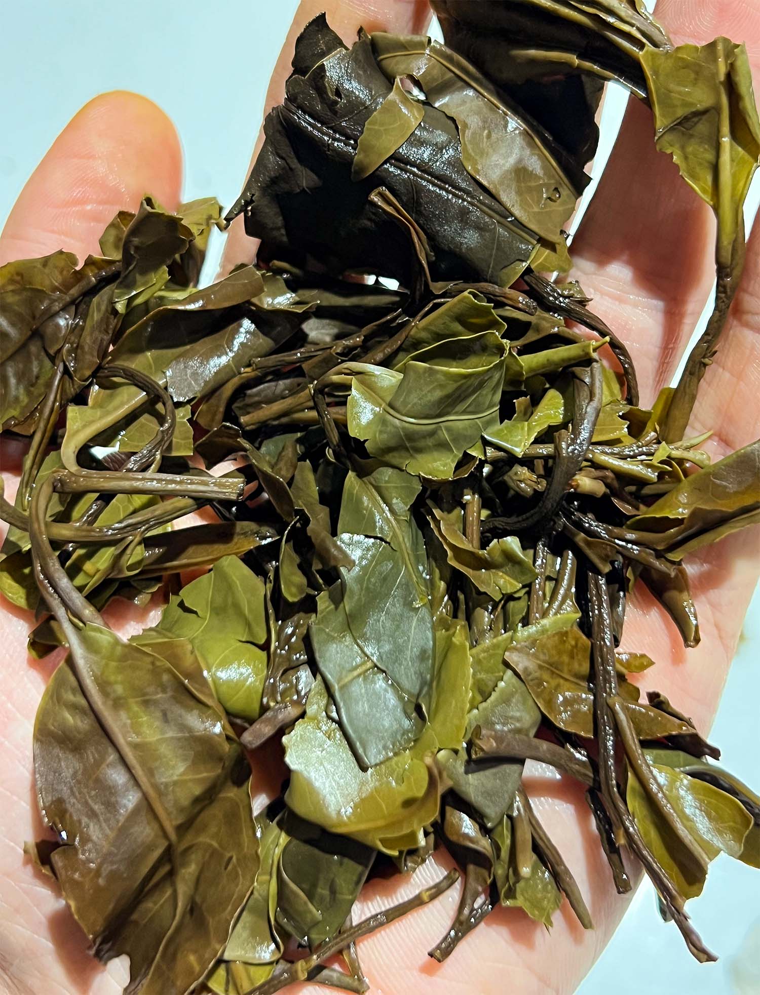 Photo of Wild Tree Purple Moonlight White Tea from Jinggu number 2